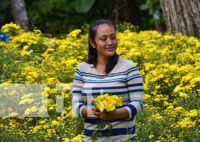 Foto: Corte de flores en Catarina / TN8