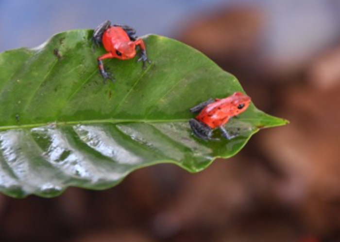 Foto: Animales exóticos de Nicaragua