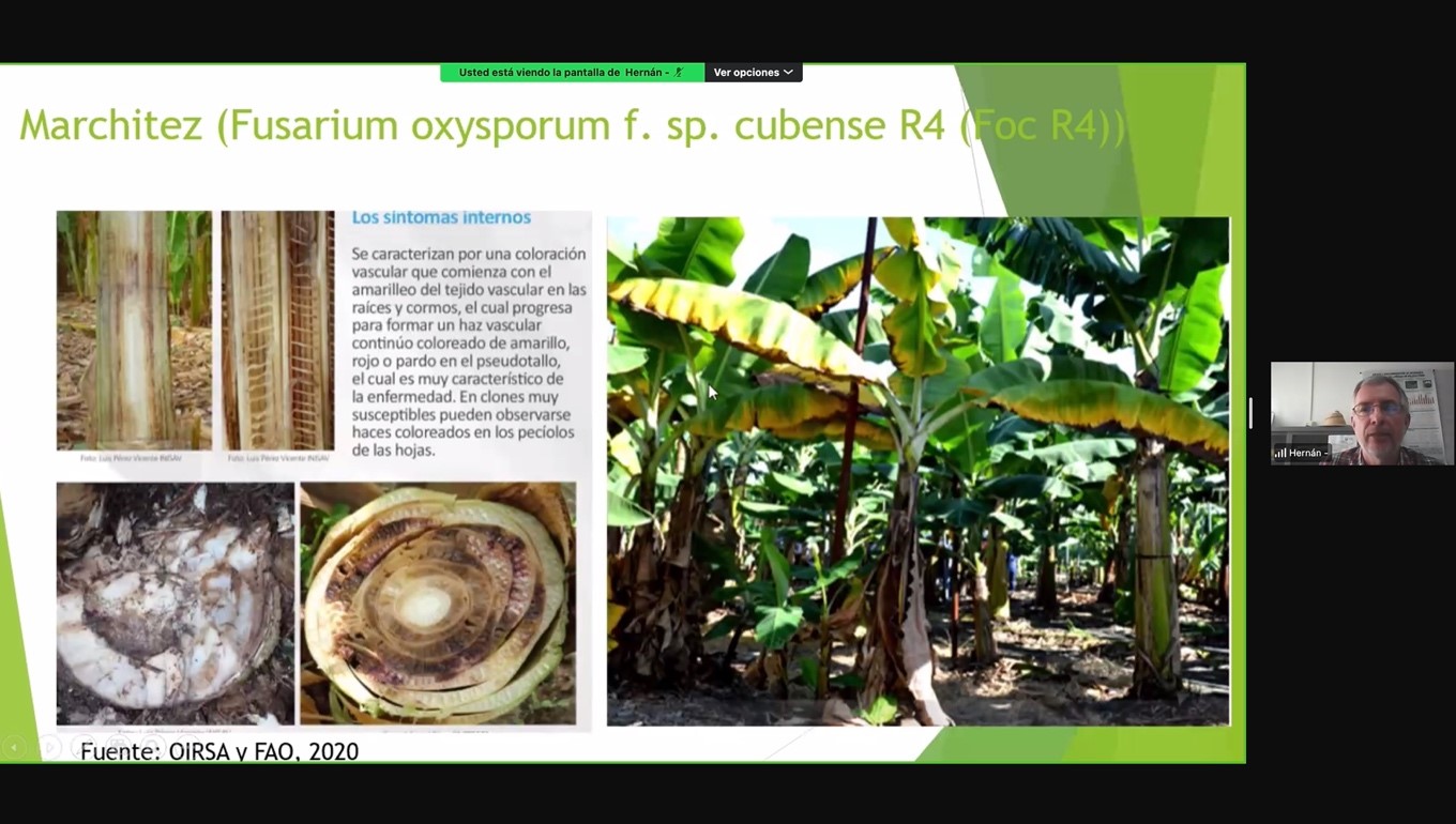 Foto: INTA Realiza Conferencia Virtual sobre Cultivo de Plátano