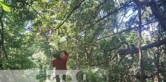 Foto: Zipline tour, una aventura única para disfrutar en Ometepe / TN8