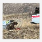 Foto: Oso demuestra su instinto salvaje al ser liberado