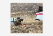 Foto: Oso demuestra su instinto salvaje al ser liberado