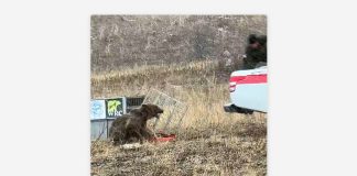 Foto: Oso demuestra su instinto salvaje al ser liberado