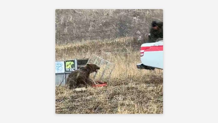 Foto: Oso demuestra su instinto salvaje al ser liberado