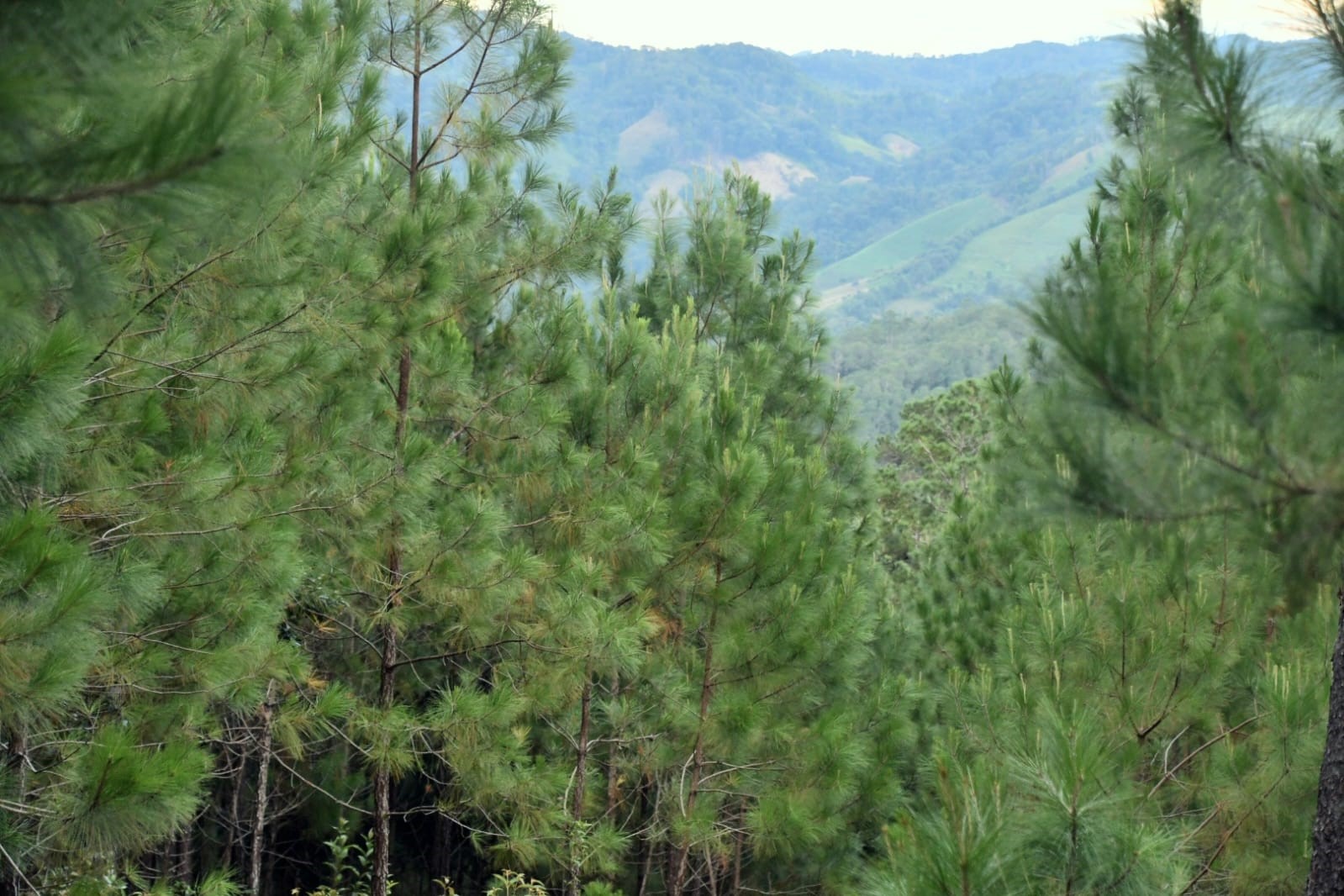 Foto: MARENA acompaña esfuerzo de conservación en el Bosque de Pino en Matagalpa