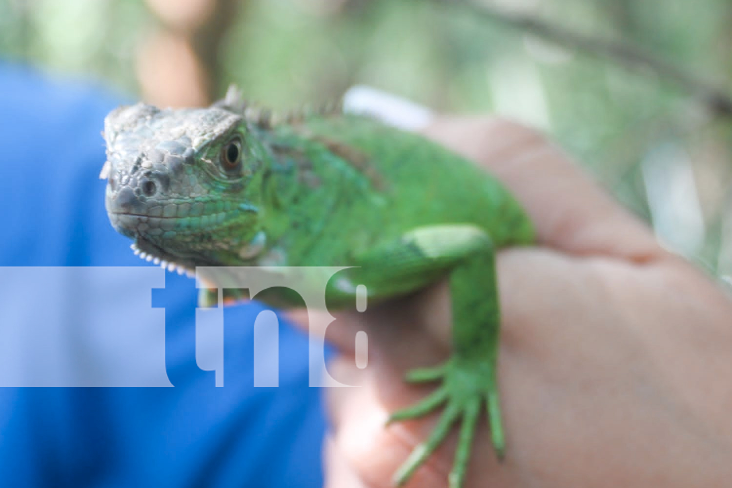 Foto: Este año, más de 1,500 iguanas han sido reintroducidas en su hábitat natural gracias a la colaboración entre PROINCO y MARENA /TN8