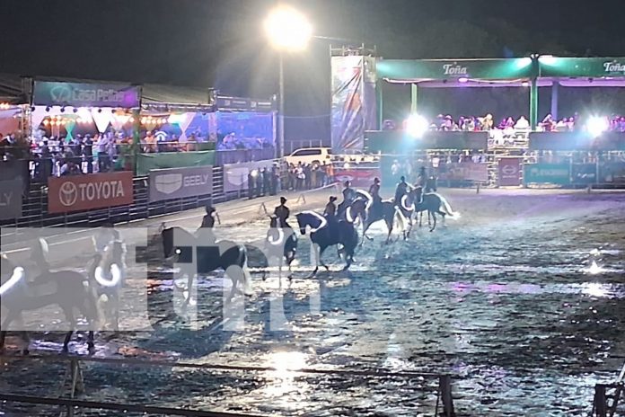 Foto: Familias desafían el clima para disfrutar de la Feria Ganadera Navidad 2024 en Managua/TN8