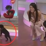 Foto: Perrito ataca a presentadora de TV /cortesía