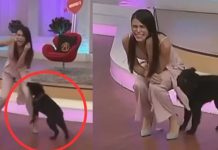 Foto: Perrito ataca a presentadora de TV /cortesía