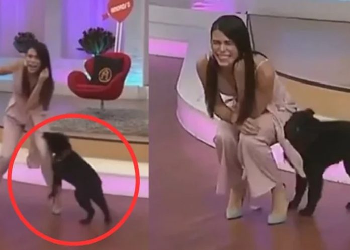 Foto: Perrito ataca a presentadora de TV /cortesía