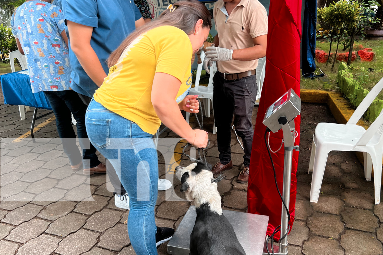 Foto: “Patitas Saludables” en Juigalpa: estudiantes de Veterinaria brindaron atención gratuita a perros, gatos y aves/TN8