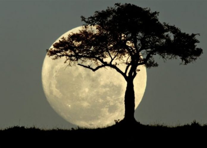 Foto: La superluna de noviembre /cortesía