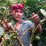 Foto: Jinotega, Matagalpa y Nueva Segovia lideran la producción de café en Nicaragua/ Cortesía