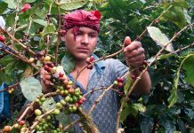 Foto: Jinotega, Matagalpa y Nueva Segovia lideran la producción de café en Nicaragua/ Cortesía