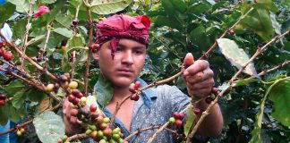 Foto: Jinotega, Matagalpa y Nueva Segovia lideran la producción de café en Nicaragua/ Cortesía