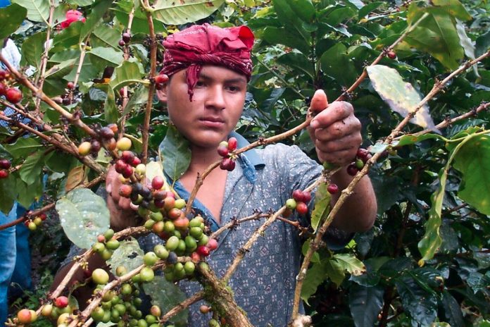 Foto: Jinotega, Matagalpa y Nueva Segovia lideran la producción de café en Nicaragua/ Cortesía