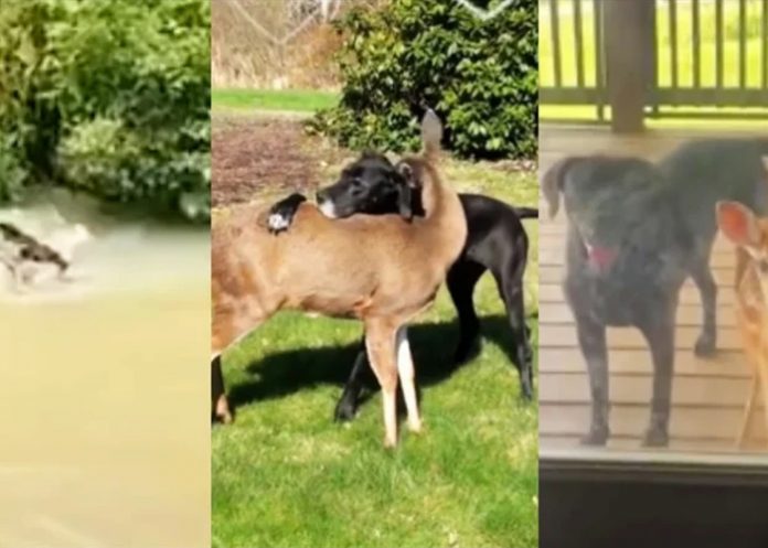 Foto: Perrito salva a un ciervo /cortesía