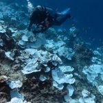 Foto:el coral más grande del mundo en el suroeste del océano Pacifico/Cortesía