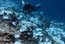 Foto:el coral más grande del mundo en el suroeste del océano Pacifico/Cortesía