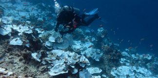 Foto:el coral más grande del mundo en el suroeste del océano Pacifico/Cortesía