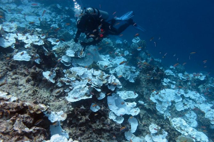 Foto:el coral más grande del mundo en el suroeste del océano Pacifico/Cortesía