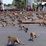 Foto: 200 monos escapan y cercan la estación de policía en Tailandia