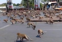 Foto: 200 monos escapan y cercan la estación de policía en Tailandia