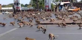 Foto: 200 monos escapan y cercan la estación de policía en Tailandia