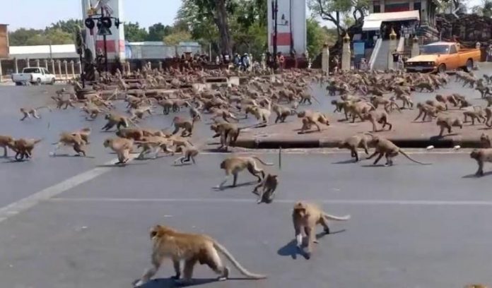 Foto: 200 monos escapan y cercan la estación de policía en Tailandia