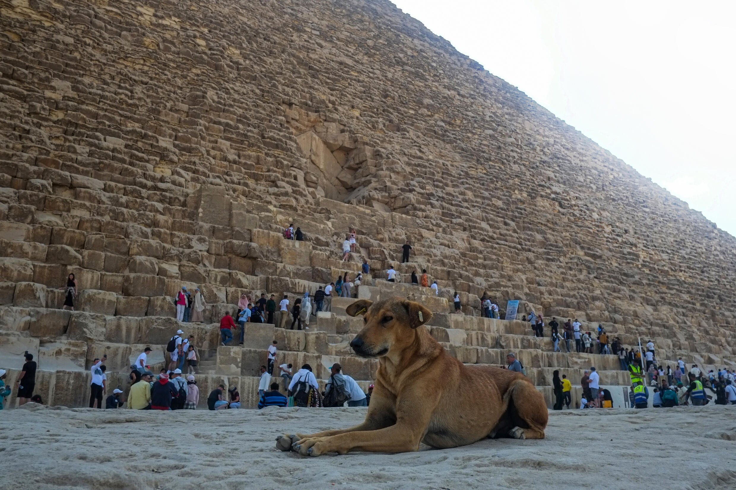 Foto: Perros callejeros de las pirámides: una nueva atracción en Egipto