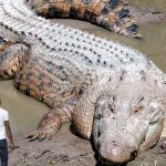 Foto: El cocodrilo más grande del mundo, de 5,4 metros de largo fallece a sus 110 años /cortesía