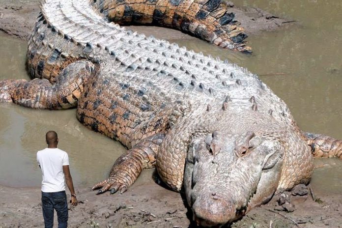 Foto: El cocodrilo más grande del mundo, de 5,4 metros de largo fallece a sus 110 años /cortesía