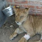 Foto: León africano es rescatado con signos de violencia en México / Cortesía