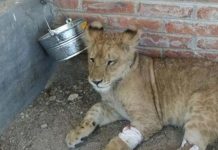 Foto: León africano es rescatado con signos de violencia en México / Cortesía