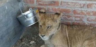 Foto: León africano es rescatado con signos de violencia en México / Cortesía