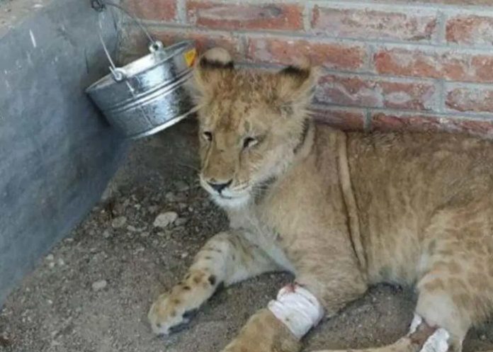 Foto: León africano es rescatado con signos de violencia en México / Cortesía