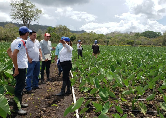 Foto: Nicaragua avanza en seguridad alimentaria gracias a la certificación BPA del IPSA / Cortesía