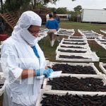 Foto:. productos de la pesca y acuicultura de Nicaragua/Cortesía