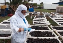 Foto:. productos de la pesca y acuicultura de Nicaragua/Cortesía