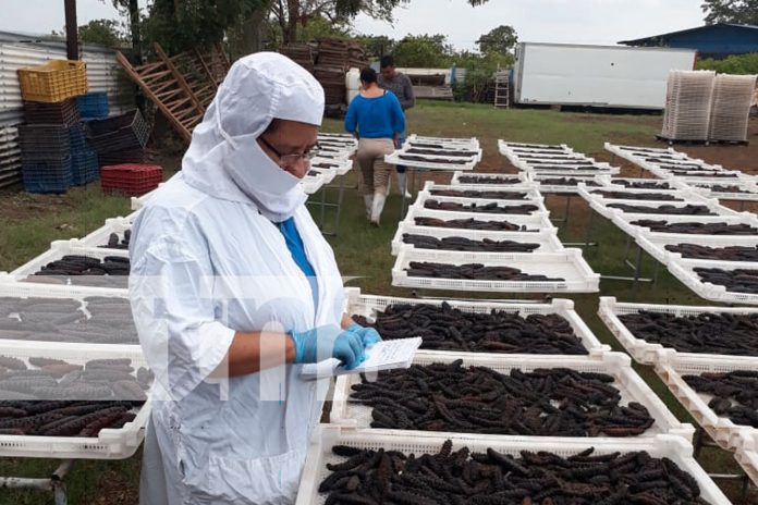 Foto:. productos de la pesca y acuicultura de Nicaragua/Cortesía