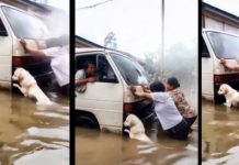 Foto: El perrito que empuja autos /cortesía