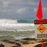 Foto: Surfista en Hawái sobrevive a ataque de tiburón y pierde parte de su pierna/ Cortesía