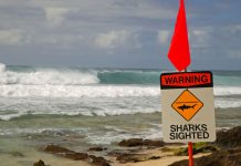 Foto: Surfista en Hawái sobrevive a ataque de tiburón y pierde parte de su pierna/ Cortesía