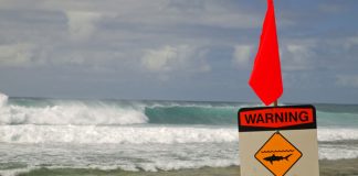 Foto: Surfista en Hawái sobrevive a ataque de tiburón y pierde parte de su pierna/ Cortesía