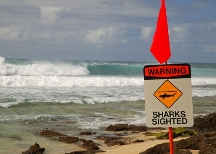 Foto: Surfista en Hawái sobrevive a ataque de tiburón y pierde parte de su pierna/ Cortesía