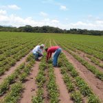 Foto: IPSA ha lanzado una campaña fitosanitaria permanente en Nicaragua/Cortesía