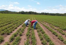 Foto: IPSA ha lanzado una campaña fitosanitaria permanente en Nicaragua/Cortesía