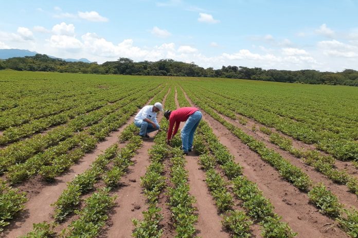 Foto: IPSA ha lanzado una campaña fitosanitaria permanente en Nicaragua/Cortesía