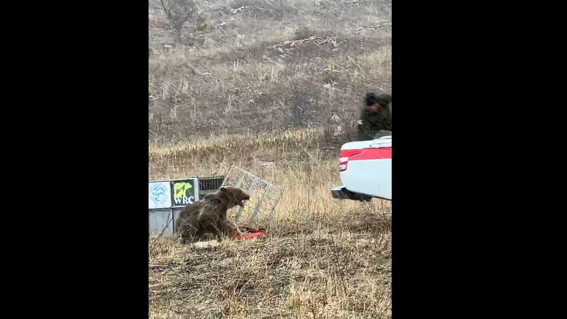 Foto: Oso demuestra su instinto salvaje al ser liberado