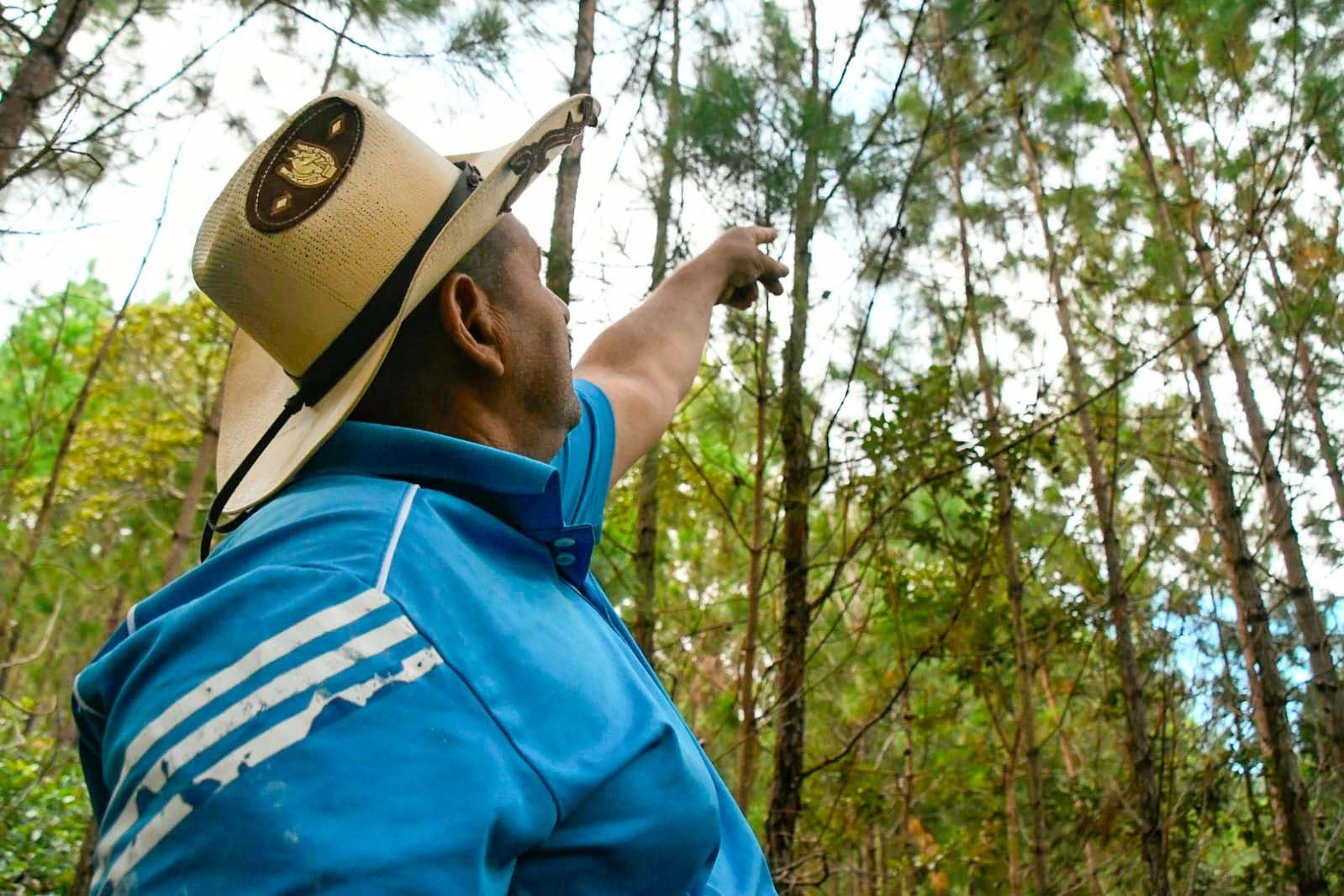 Foto: MARENA acompaña esfuerzo de conservación en el Bosque de Pino en Matagalpa